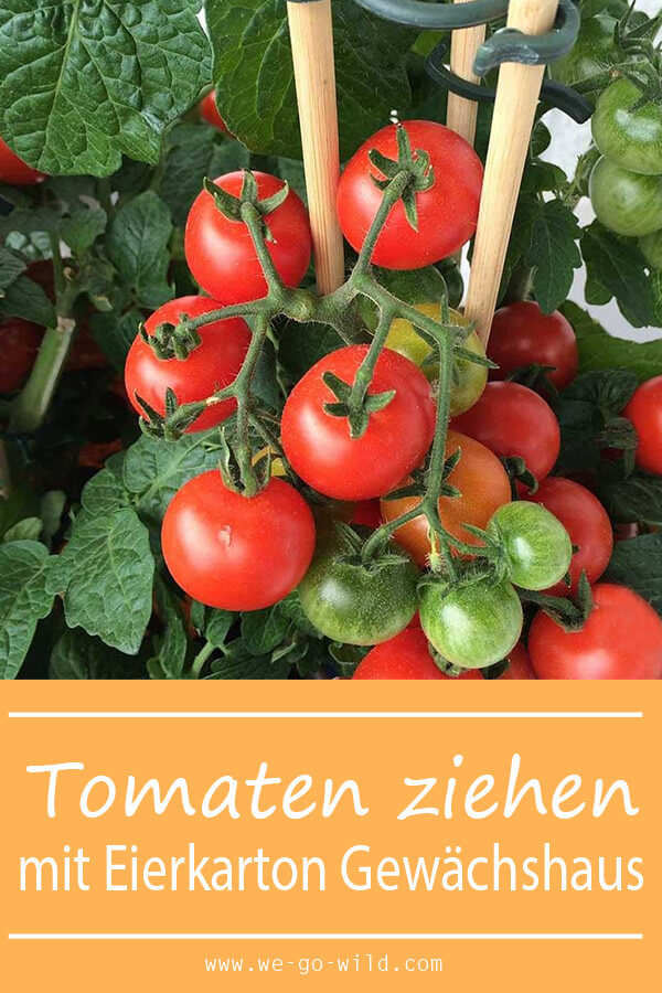 Tomaten selber ziehen im Eierkarton Gewächshaus