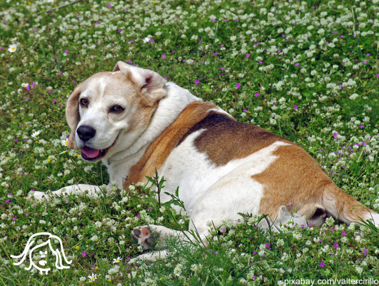Welcher Hund Passt Zu Welchem Sternzeichen