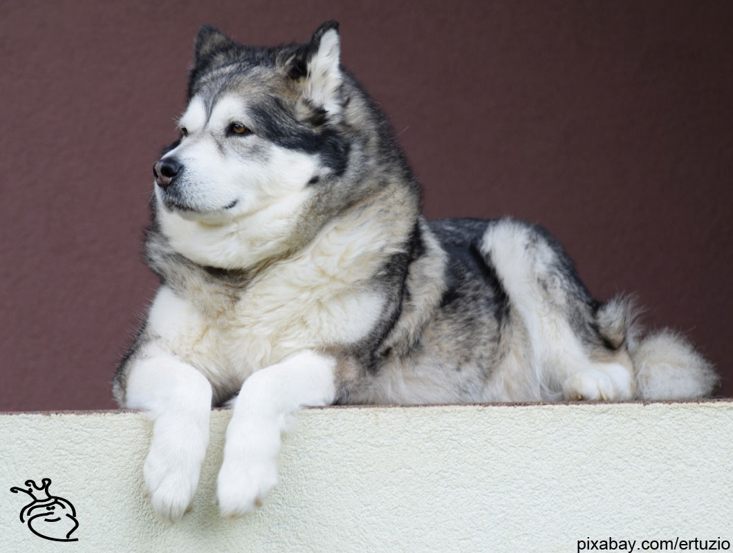 Welcher Hund passt zu meinem Sternzeichen?