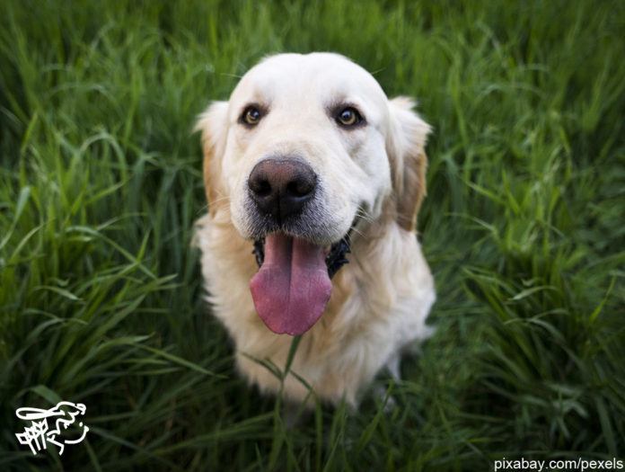 Welcher Hund Passt Zu Welchem Sternzeichen