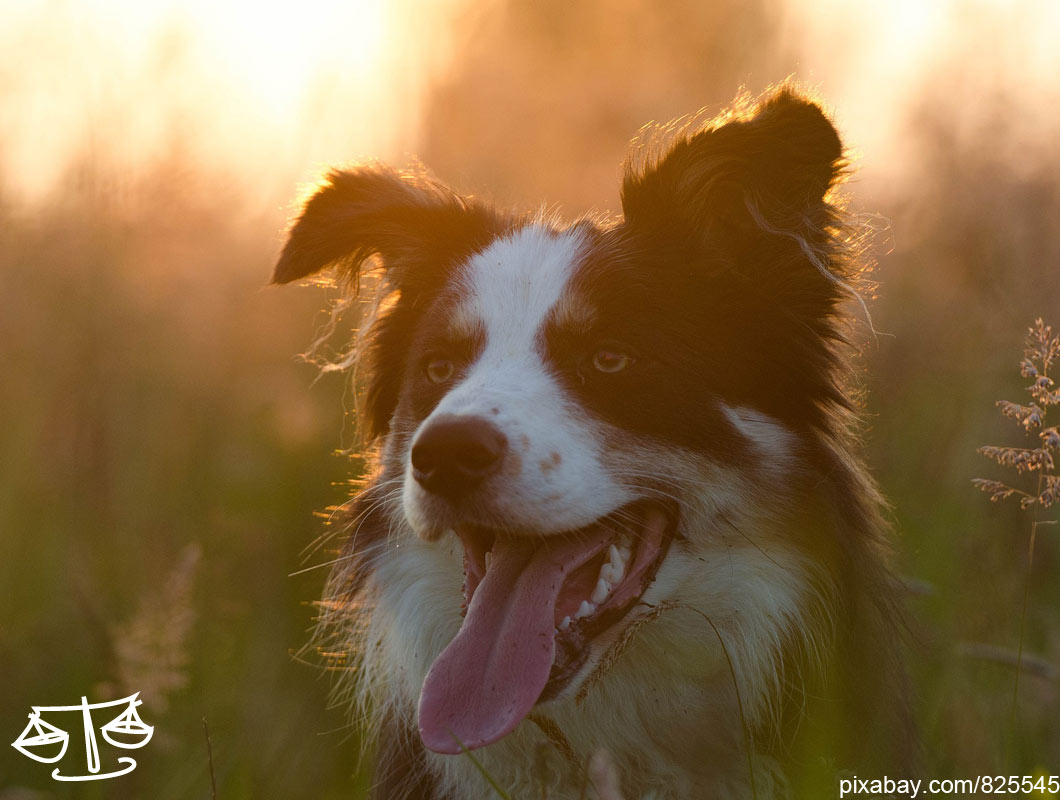 Welcher Hund Passt Zu Welchem Sternzeichen