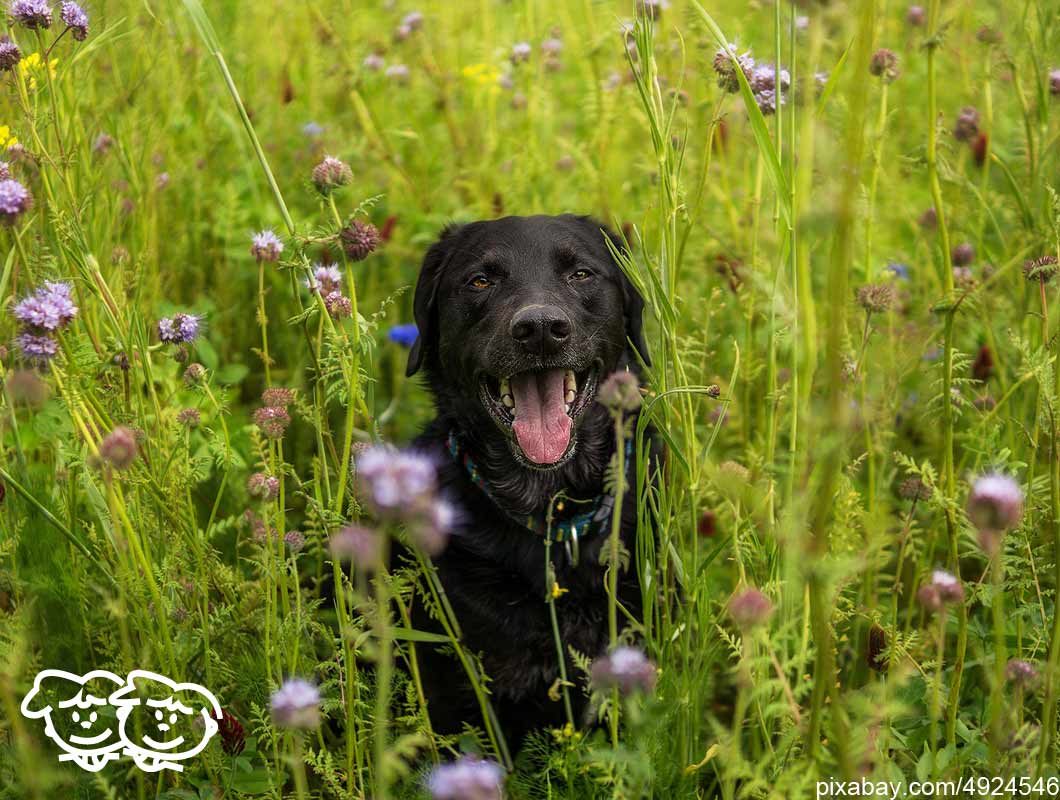 Welcher Hund Passt Zu Mir Sternzeichen