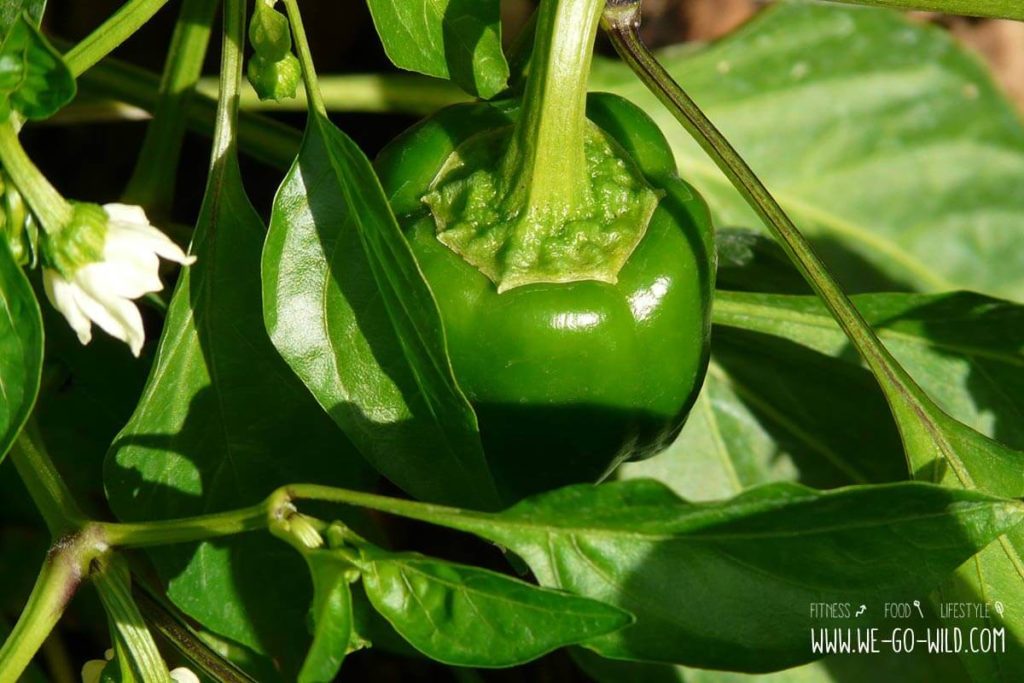 Paprika selber ziehen in 4 einfachen Schritten
