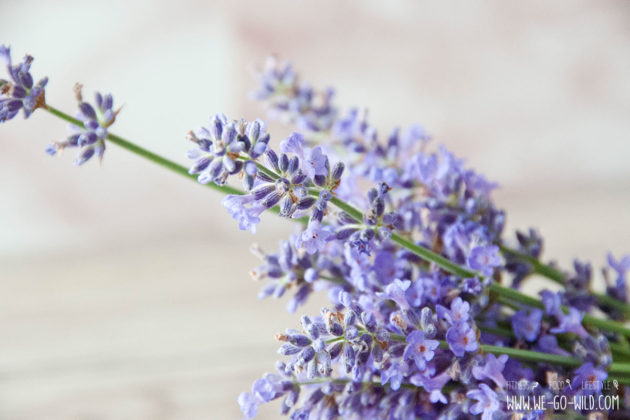 Lavendel gegen Mücken die Geheimwaffe!