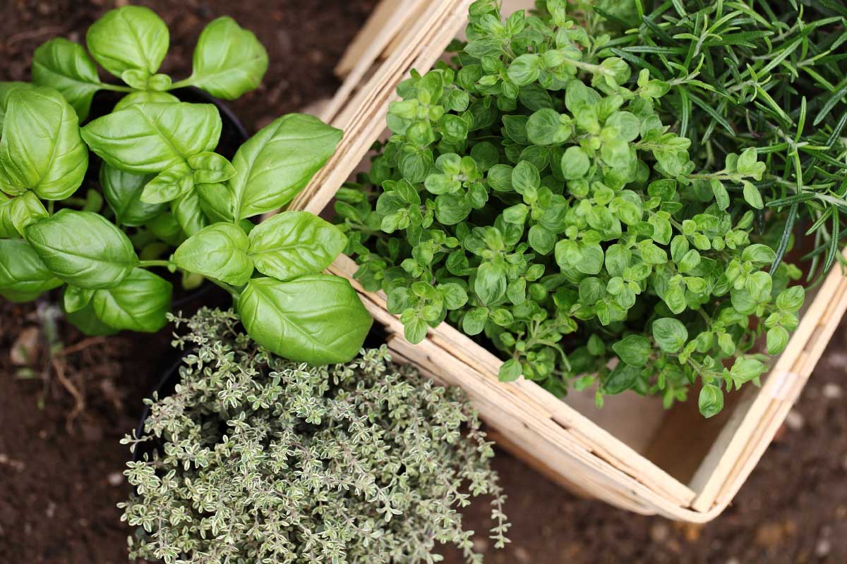 These 8 herbs also grow indoors!