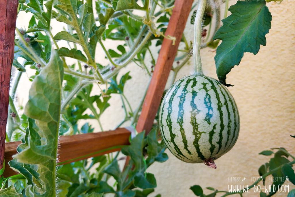 Wassermelone pflanzen und ernten So gelingt's! WE GO WILD