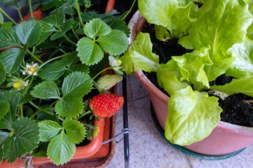 Erdbeeren im Blumenkasten pflanzen & pflegen