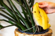Bananenschale als Dünger verwenden WE GO WILD