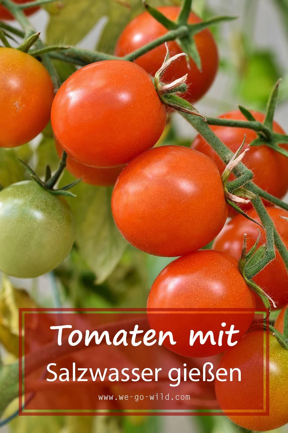 Studie zeigt Tomaten mit Salzwasser gießen bringt viele Vorteile!