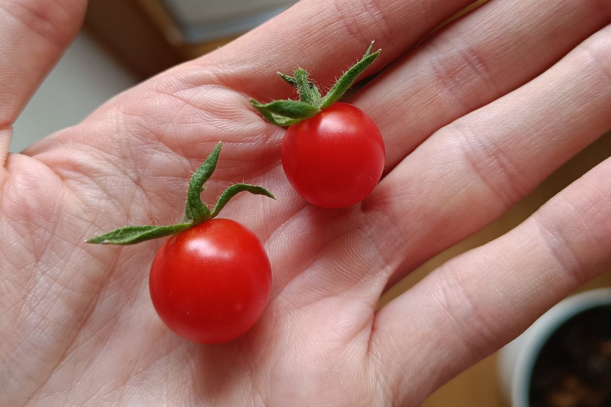 tomaten mit salzwasser gießen mischungsverhältnis