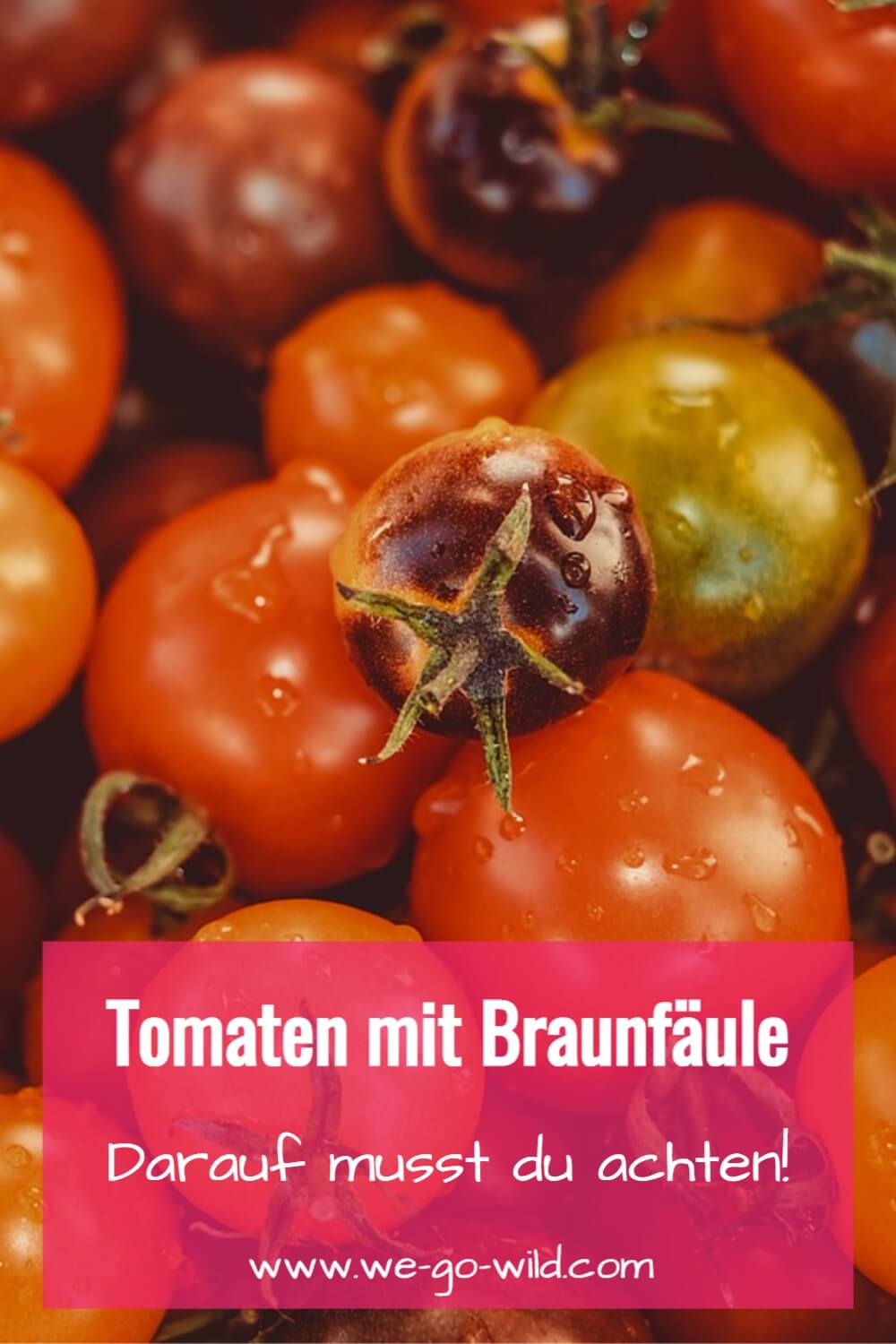 Kann man Tomaten mit Braunfäule essen?