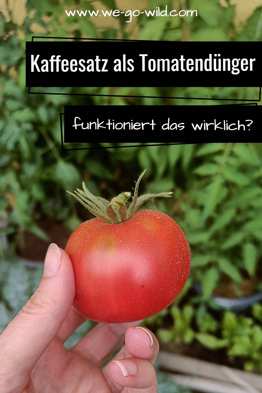 Tomaten mit Kaffeesatz düngen Beachte das!